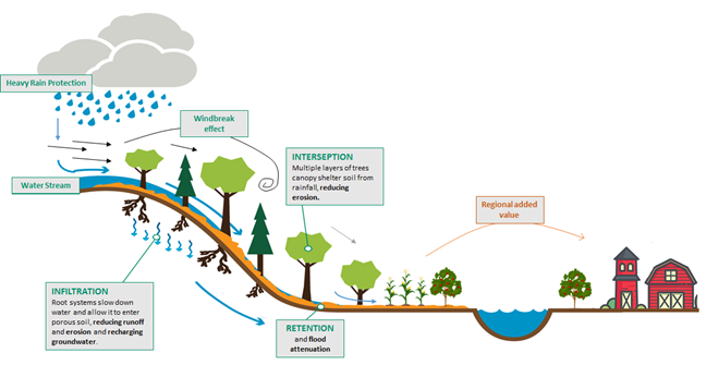 Agroforestrysystemen en waterbeheer