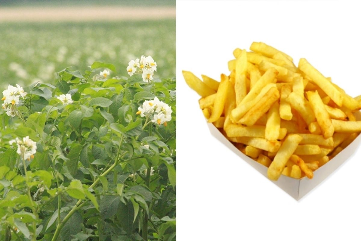 Van aardappel naar pak friet