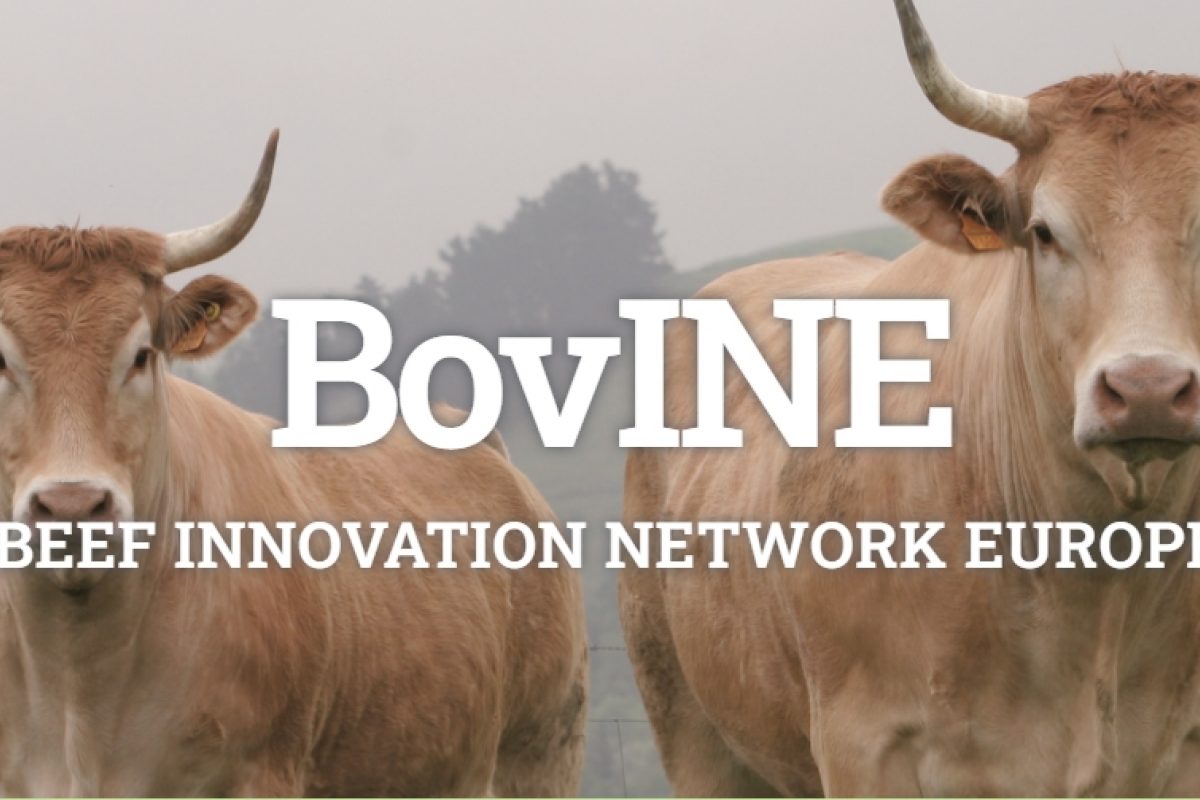BivINE - Beef Innovation Network Europe