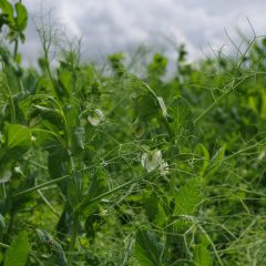 pea field