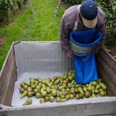 Farmer harvests pears