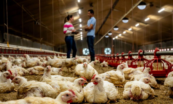 Broiler chicken house