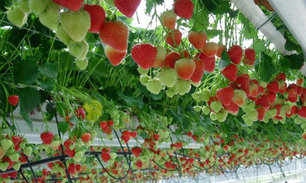 strawberries in greenhouse