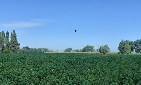 Alternaria drone