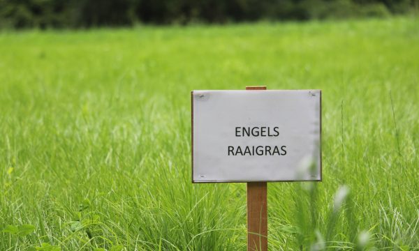 Engels raaigras