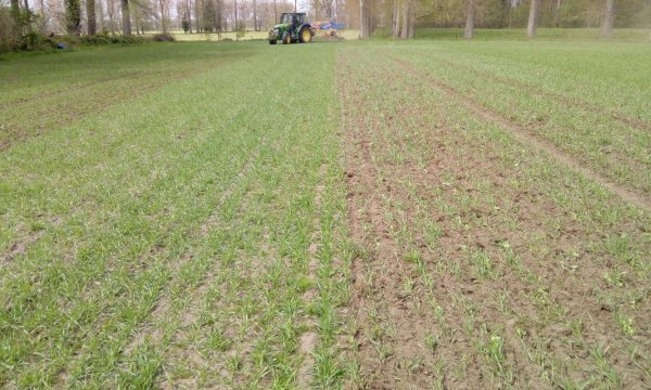 Field with a weeded row and a non-weeded row of mixed pea and barley