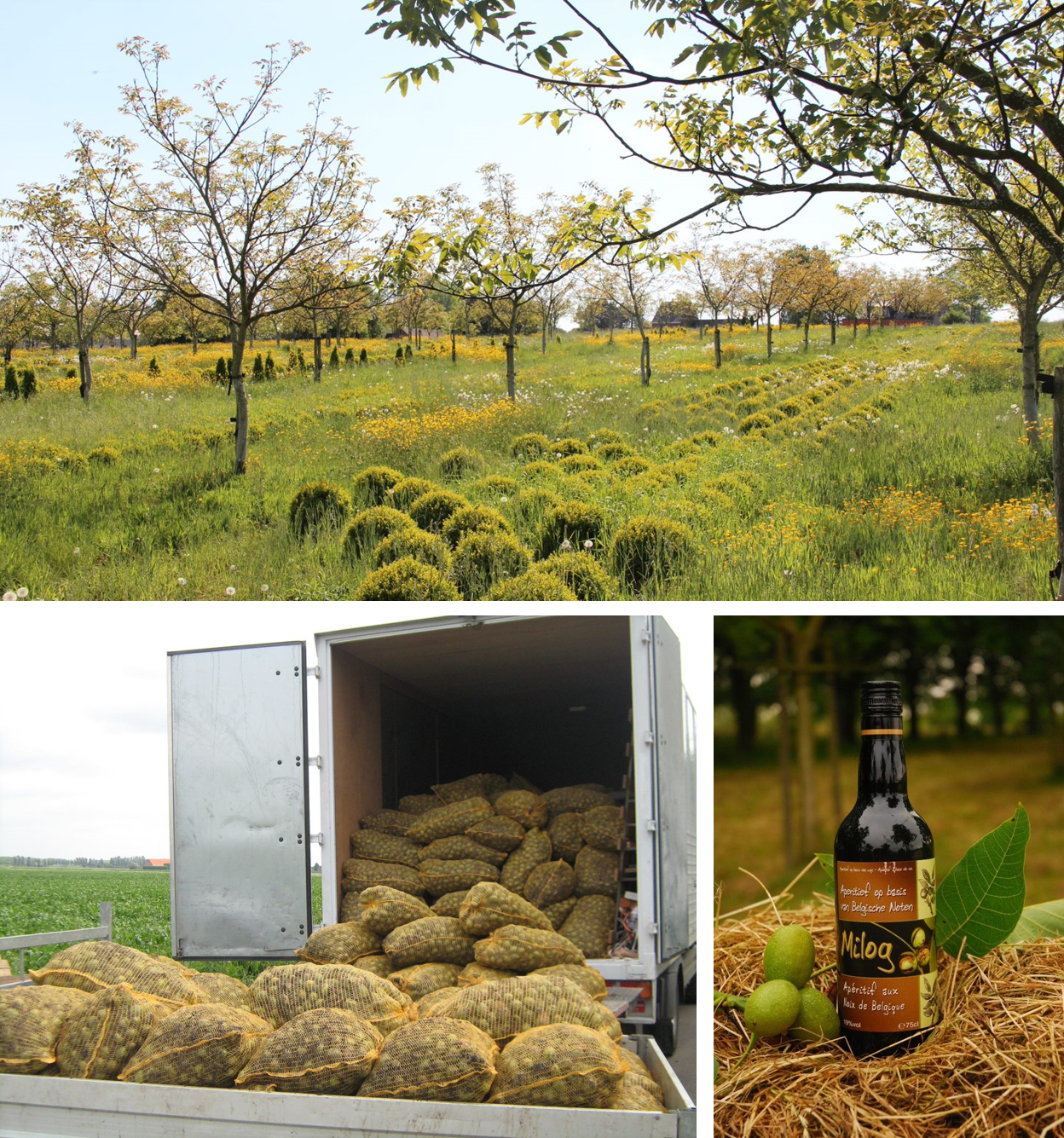 Buxusberg als voorbeeld van lokale Vlaamse walnotenproductie in agroforestry. © Buxusberg