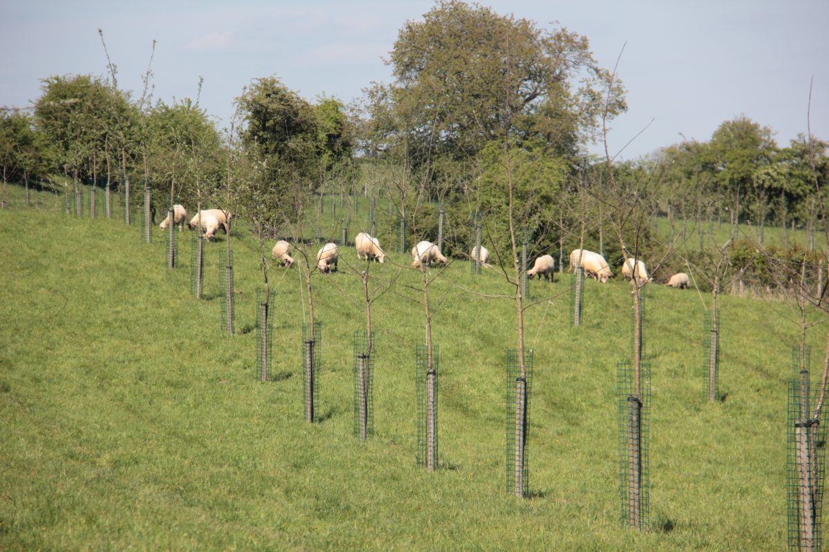 Agroforestry met dieren