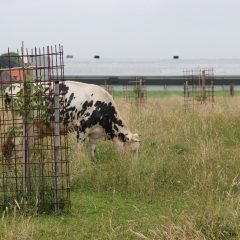Jonge aanplant in koeienweide
