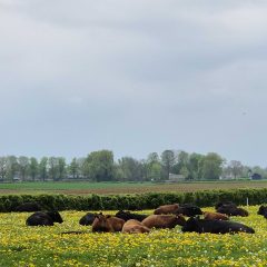 Rundvee bloemen