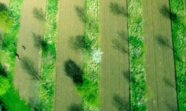 Agroforestry vanuit de lucht drone