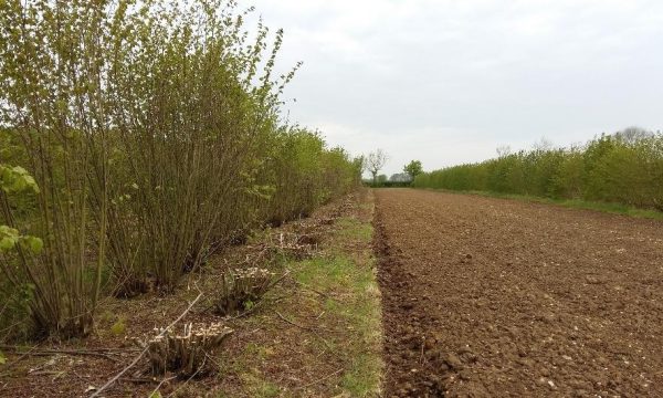 Houtoogst in agroforestry