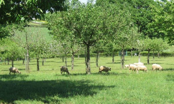 sheep in the shade