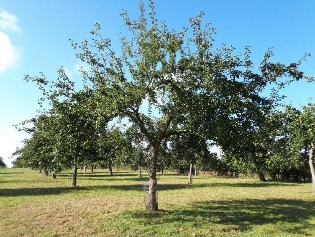 Appelbomen met open kronen