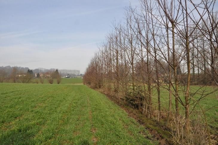 Agroforestry wilde kers in dicht plantverband