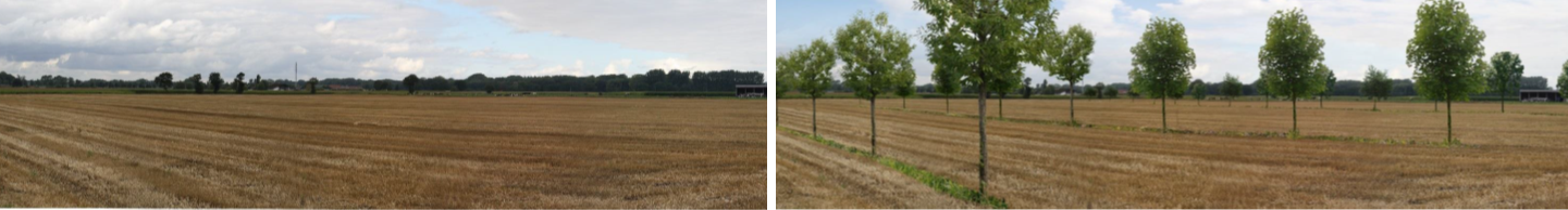 Links: standaard-landschap. Rechts: gesimuleerd agroforestry-landschap (Foto: Baeyens, D., 2014)