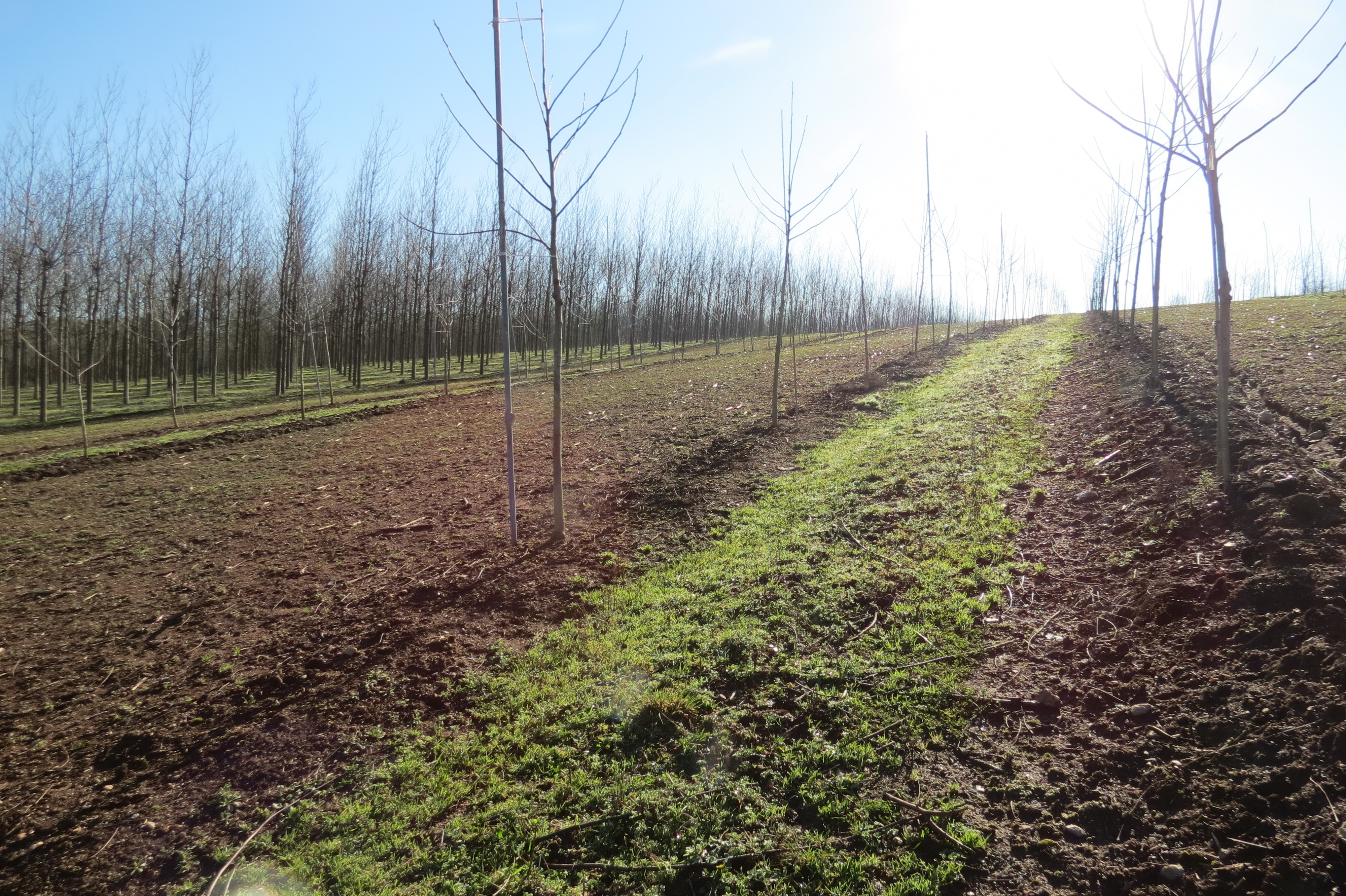 Aanleg van een grasstrook centraal tussen twee parallelle bomenrijen. Lugo, Spanje.