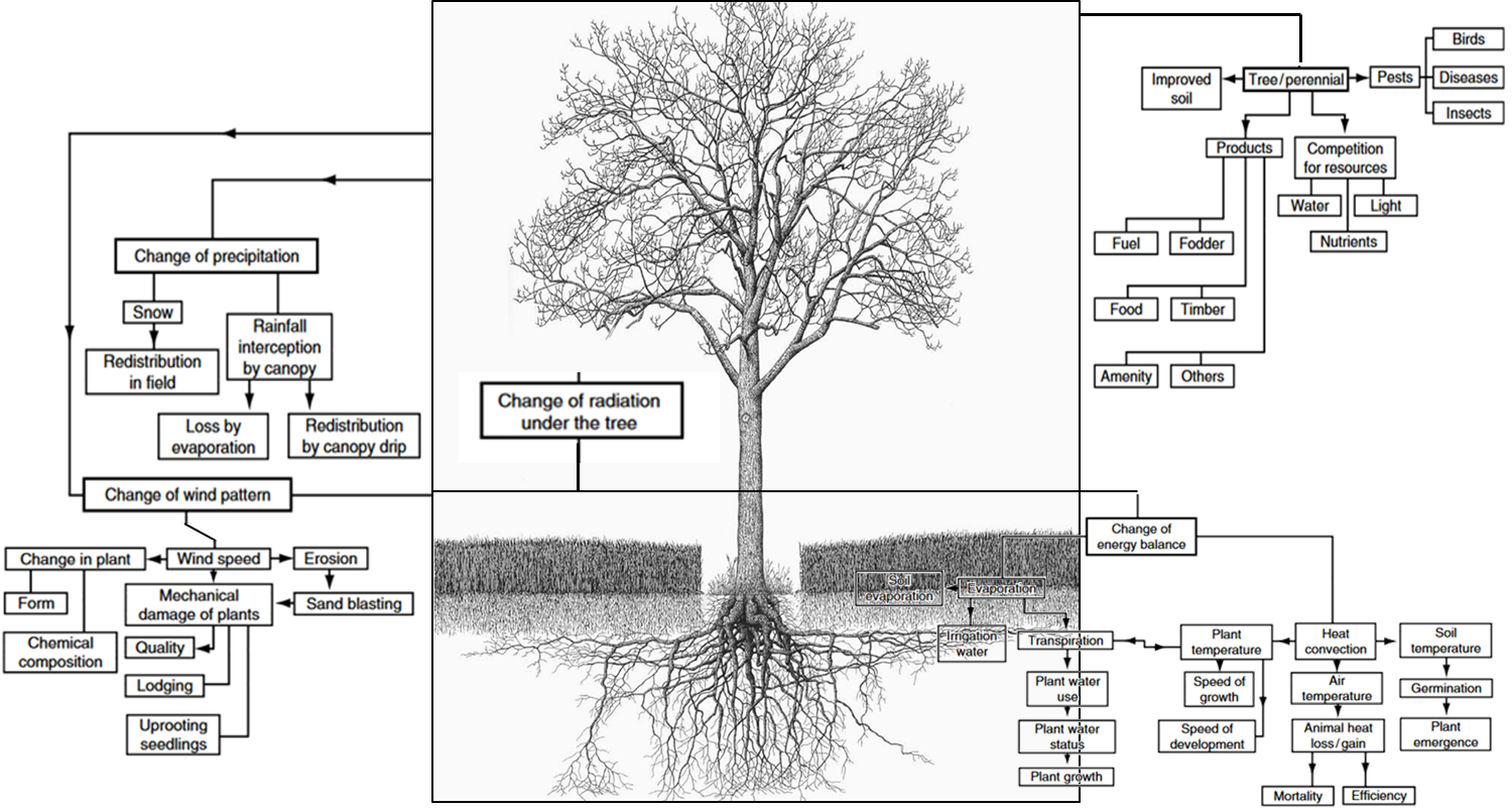 Het introduceren van bomen in het veld induceert heel wat veranderingen. Figuur gebaseerd op Ong et al. 1996.