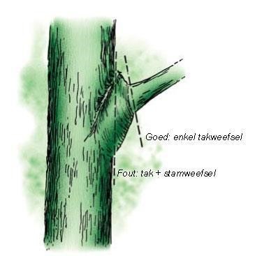 Bij een goede snoei wordt de tak weg gesnoeid en niet de takkraag (Technisch Vademecum Bomen, 2008).