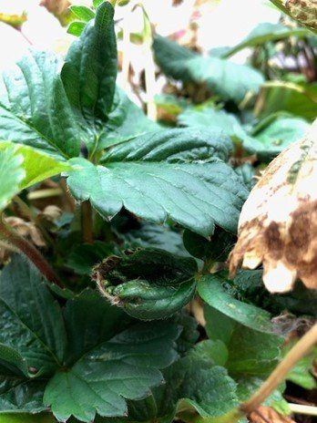 Damage caused by leaf nematodes