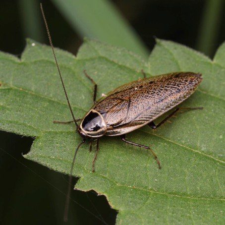 Mannelijke ‘echte’ boskakkerlak