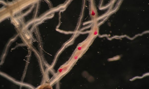Meloidogyne chitwoodi