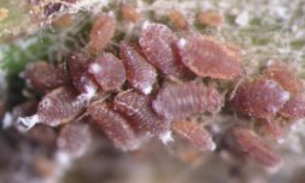 Red mite