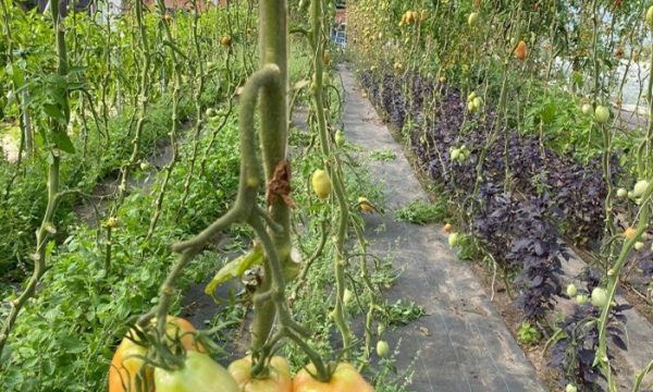 symptoms in tomato greenhouse
