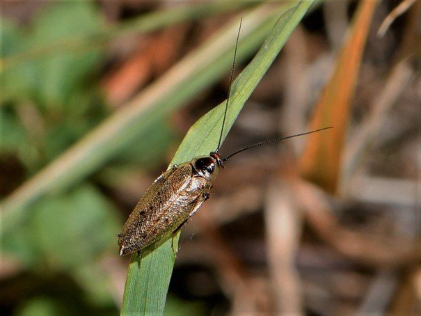 Mannelijke Noordse kakkerlak