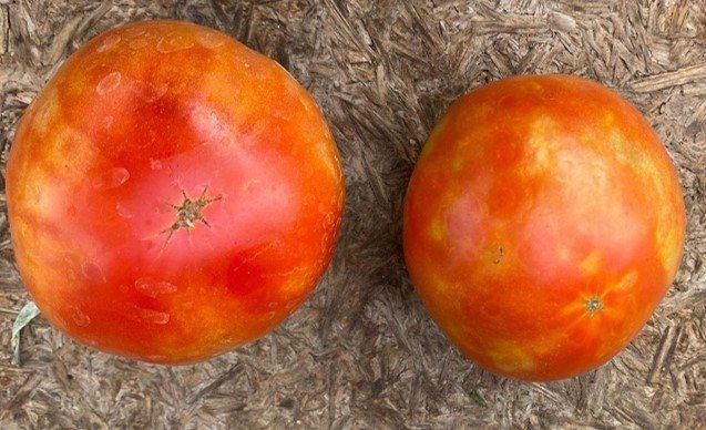 fruit symptoms