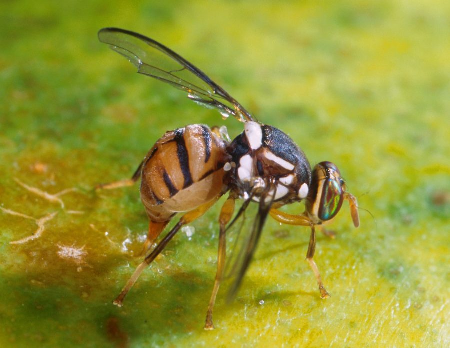 Fruit fly laying eggs