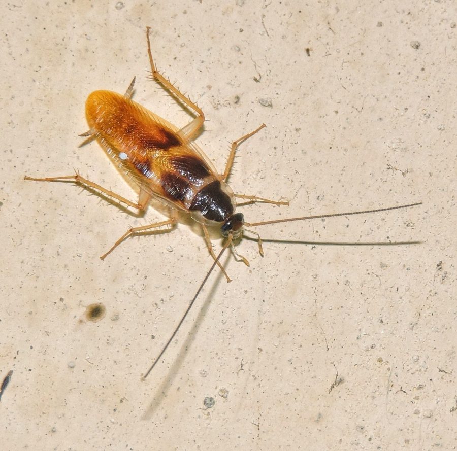 Volwassen bruinbandkakkerlak (mannetje)