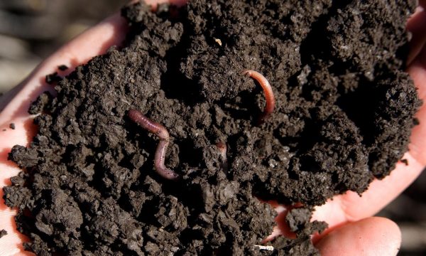 hand die aarde vasthoudt met regenwormen