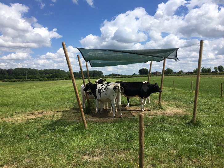 Runderen vinden beschutting voor de zon onder een scherm op de weide.