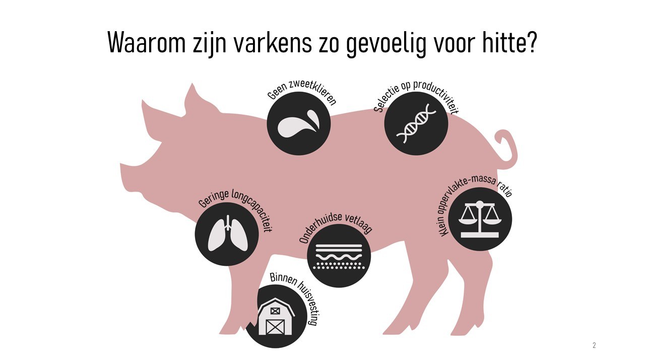 Figuur 3: Waarom zijn varkens zo gevoelig voor hitte?