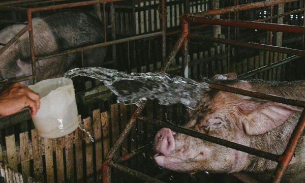 Water hittestress varken