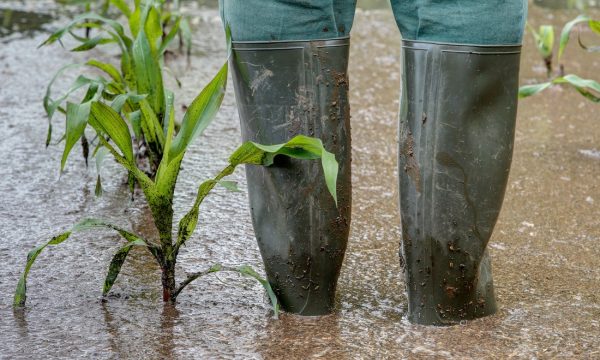 Klimaatverandering maïs botten overstroming water modder