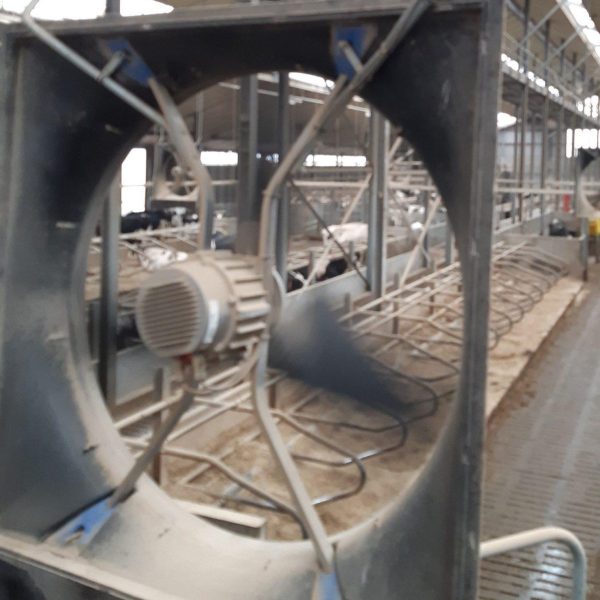 Ventilator melkveestal hittestress