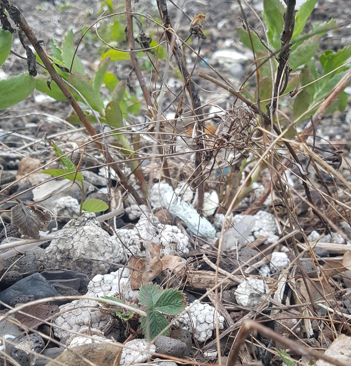 plastic debris rond plant