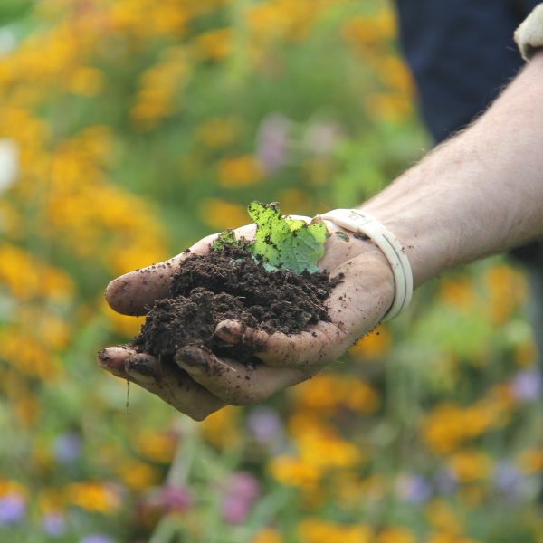 hand holding rich soil in a forest