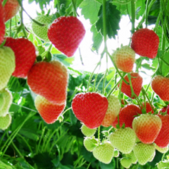 Red strawberries hanging down