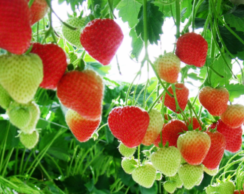 Red strawberries hanging down