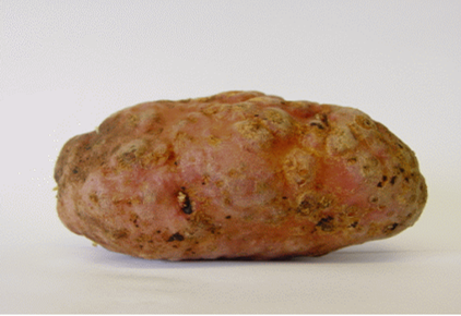 Knobbelige aardappel