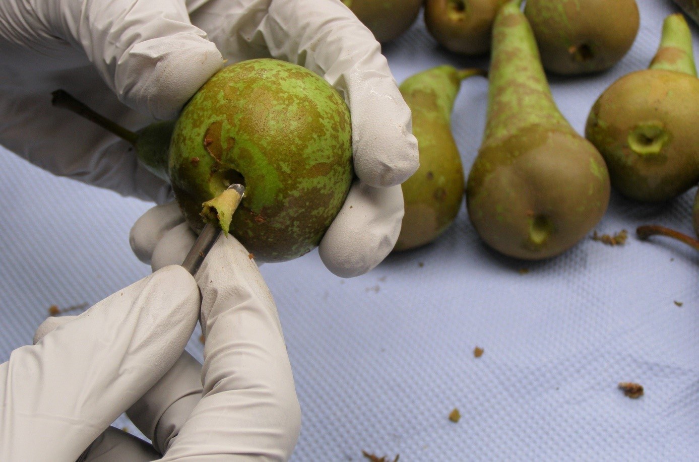 pathogen-free Belgian pear