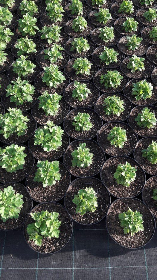 chrysanten stekken in pot