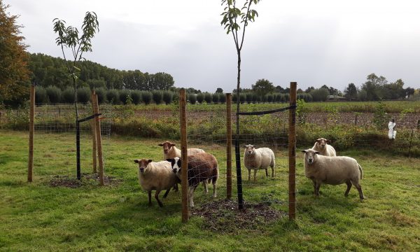 schapenbegrazing onder fruitbomen aanplant in Pomona voedselbos