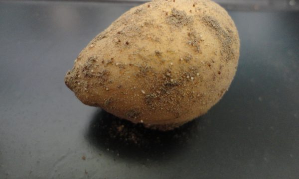Tuber with cysts