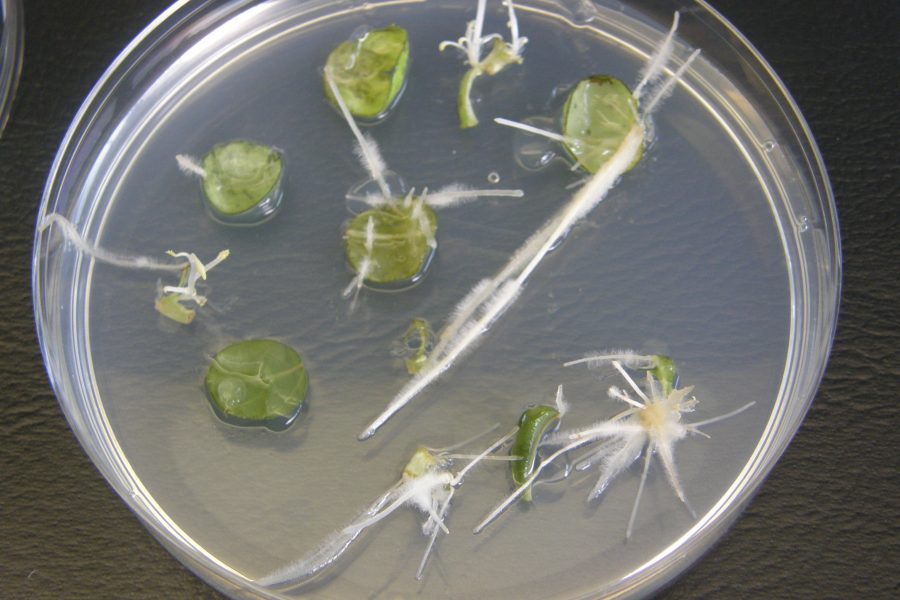 Leaf segments growing roots in a petri dish