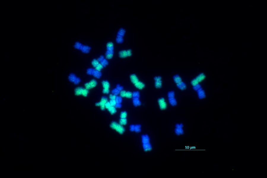Fluorescent imaging of chromosomes under a microscope