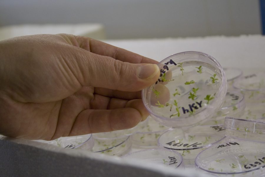 petri dish with tiny green plant embryos
